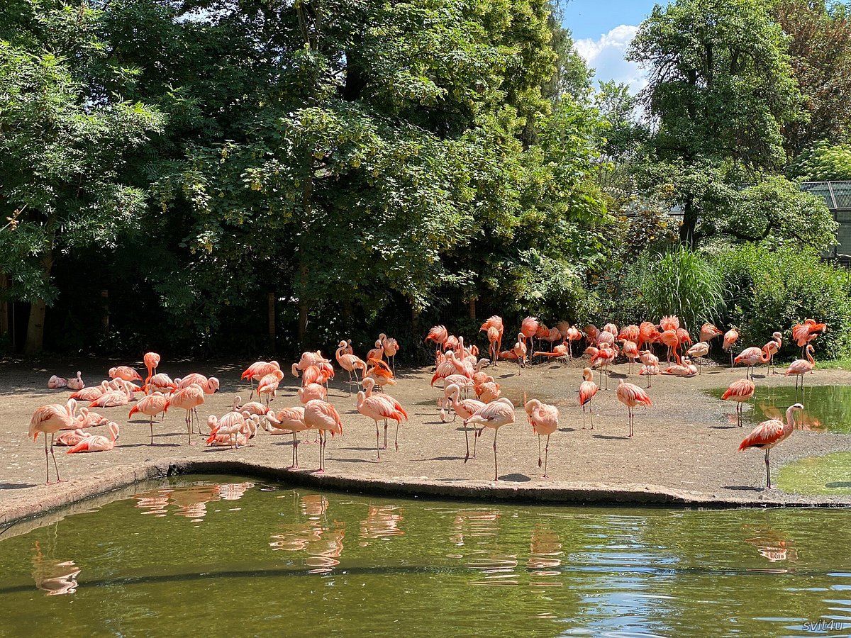Празький зоопарк