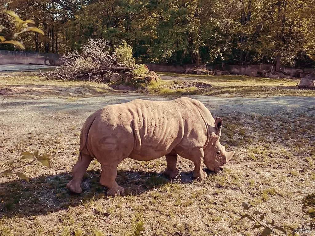 Сафарі-парк Двур-Кралове