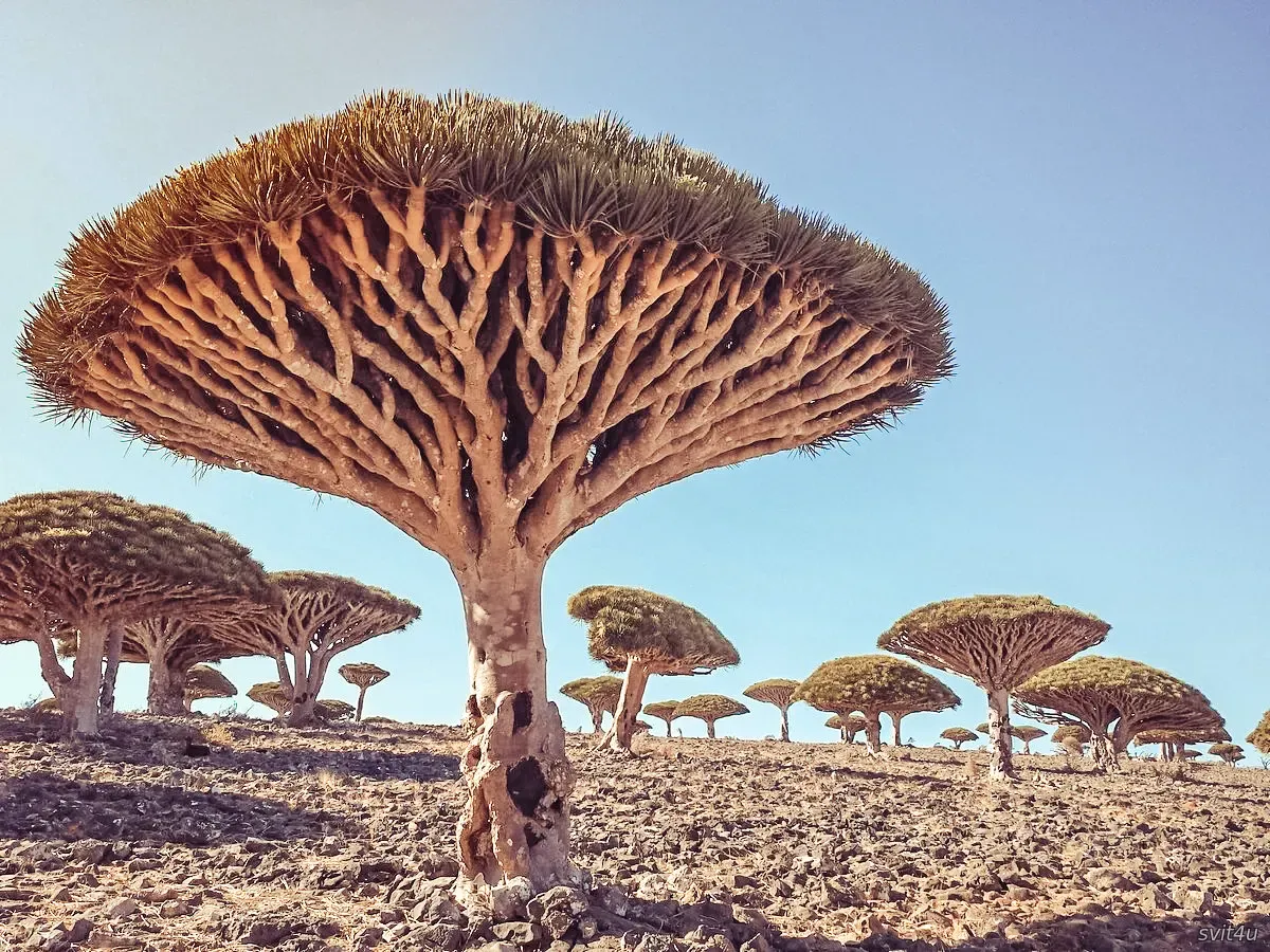 Острів Сокотра